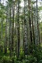 Birch trees in the wild urals forest. Sverdlovsk region, Russia