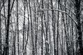 Birch trees in winter forest in black and white