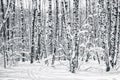 Birch trees in winter forest in black and white Royalty Free Stock Photo