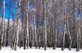 Birch trees winter landscape Royalty Free Stock Photo