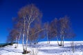 Birch trees in winter Royalty Free Stock Photo