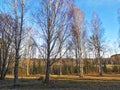 Birch trees in Winter, swedish nature on a sunny snowfree day in February.