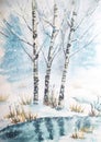 Birch trees in winter