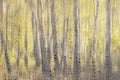 Birch trees with yellow foliage illuminated by the sun after rain behind wet glass in golden autumn. The concept of changing bad Royalty Free Stock Photo