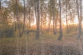 Birch trees with yellow foliage illuminated by the sun after rain behind wet glass in golden autumn. The concept of changing bad Royalty Free Stock Photo