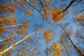 Birch trees with yellow leaves against a blue sky Royalty Free Stock Photo