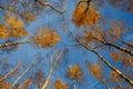 Birch trees with yellow leaves against a blue sky Royalty Free Stock Photo