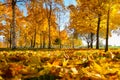 Birch trees with yellow leaves in an autumn Park against a blue cloudless sky. Royalty Free Stock Photo