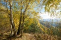 Birch trees with yellow leaves grow on the edge of a cliff. Landscape as an example of Russian autumn Royalty Free Stock Photo