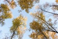 Birch trees with yellow leaves rise against the blue sky Royalty Free Stock Photo
