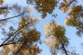 Birch trees with yellow leaves rise against the blue sky Royalty Free Stock Photo