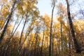 Birch trees with yellow leaves rise against the blue sky Royalty Free Stock Photo