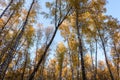 Birch trees with yellow leaves rise against the blue sky Royalty Free Stock Photo