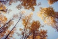 Birch trees with yellow leaves rise against the blue sky Royalty Free Stock Photo