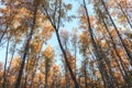 Birch trees with yellow leaves rise against the blue sky Royalty Free Stock Photo