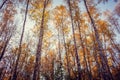 Birch trees with yellow leaves rise against the blue sky Royalty Free Stock Photo