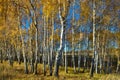 Birch trees with yellowed leaves against a bright blue sky in autumn. Russia