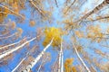 Birch treetops in autumn Royalty Free Stock Photo