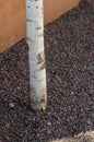 Birch trunk