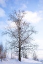 Birch trunk with branches without leaves against blue sky with clouds. Bare winter birch on hillock. Royalty Free Stock Photo