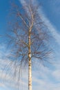 Birch trunk with branches without leaves on a background of a blue sky with clouds Royalty Free Stock Photo