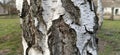 Birch trunk. Close-up of birch bark. Birch bark. Damaged old tree bark. A wound on a wooden surface from a broken branch Royalty Free Stock Photo