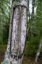 Birch trunk. Close-up of birch bark. Birch bark. Damaged old tree bark. A wound on a wooden surface from a broken branch Royalty Free Stock Photo