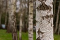 Birch trunk close-up in the forest at sunset. Royalty Free Stock Photo