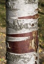 Birch trunk close up