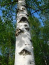 Birch trunk close up in spring, beautiful tree in Russia Royalty Free Stock Photo