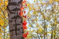 Birch trunk closeup with twining branches of grapes in a birch grove