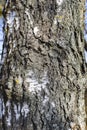 Birch trunk with deep grooves and cracks, close-up background texture