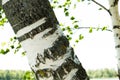 Birch Royalty Free Stock Photo