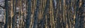 Birch trunk forest in sunshine Royalty Free Stock Photo