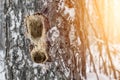 Birch trunk with hollowed hollow. Woodpecker-damaged tree. Selective focus Royalty Free Stock Photo