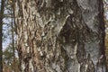 Birch trunk with a knot Royalty Free Stock Photo