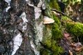 Birch trunk with moss and mushroom Royalty Free Stock Photo