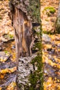 Birch trunk with partially broken bark Royalty Free Stock Photo