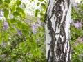 Birch trunk. Textured background. Spring in a birch grove. Branches of blooming lilacs in the background in a blur