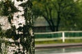 Birch trunk. Textured background. Spring in a birch grove. Branches of blooming lilacs in the background in a blur