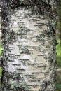 Birch trunk. Tree bark close-up Royalty Free Stock Photo