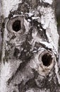 Birch trunk