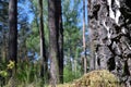 A birch trunk with white bark in the foreground. Royalty Free Stock Photo