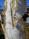 Birch trunk, birch white birch bark in a park or forest. nature, tree bark, macro photography Royalty Free Stock Photo