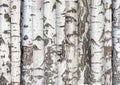 Birch trunks. background from forest trees. Karelian birch Royalty Free Stock Photo