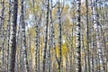 Birch trunks background