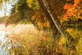 Birch trunks on the beach Royalty Free Stock Photo