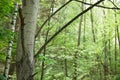 Birch trunks and branches with green Royalty Free Stock Photo