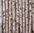 Birch trunks