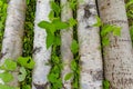 Birch trunks lie in green grass